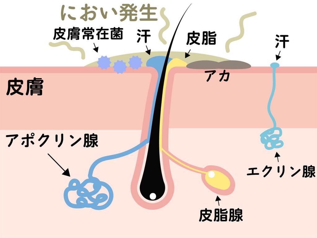 汗 か かない 人 原因