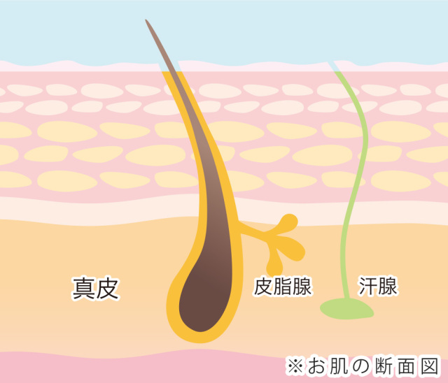 サウナ 岩盤浴 違い